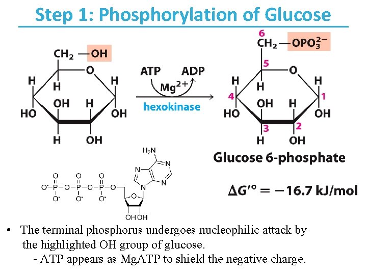 Step 1: Phosphorylation of Glucose • The terminal phosphorus undergoes nucleophilic attack by the