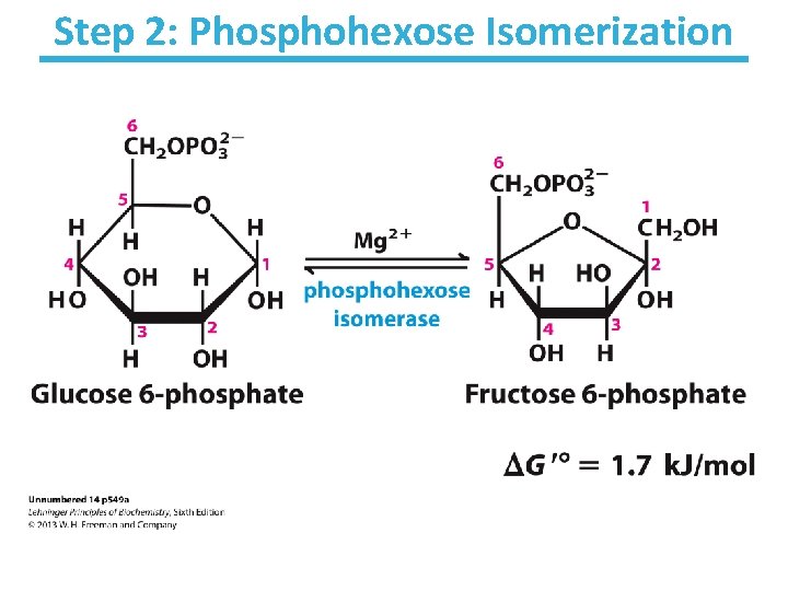 Step 2: Phosphohexose Isomerization 