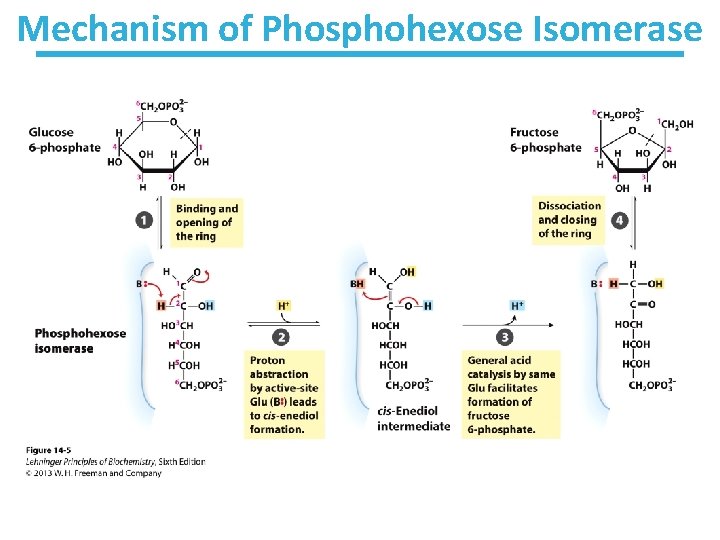 Mechanism of Phosphohexose Isomerase 