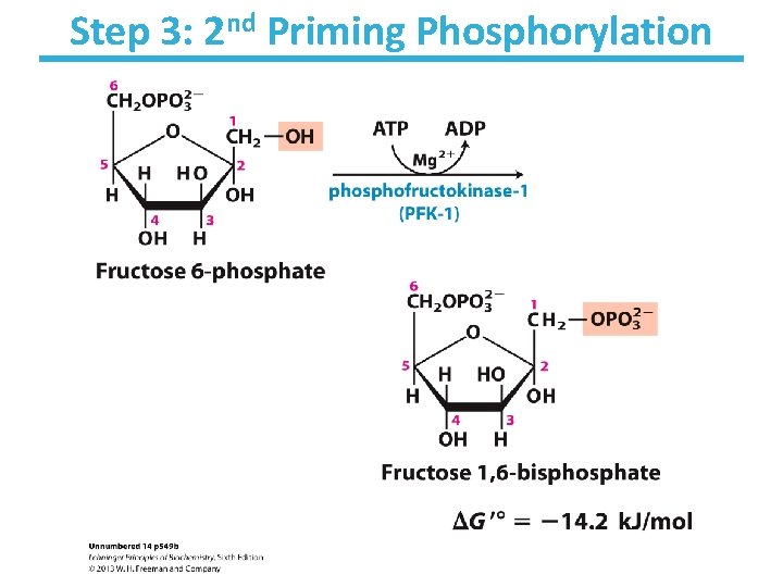 Step 3: 2 nd Priming Phosphorylation 