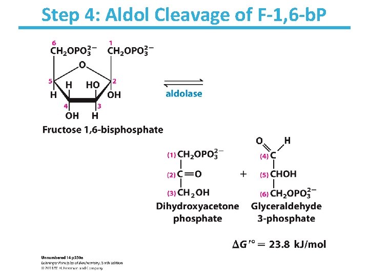 Step 4: Aldol Cleavage of F-1, 6 -b. P 