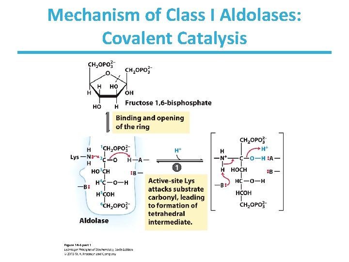 Mechanism of Class I Aldolases: Covalent Catalysis 