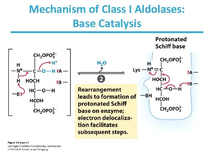 Mechanism of Class I Aldolases: Base Catalysis 