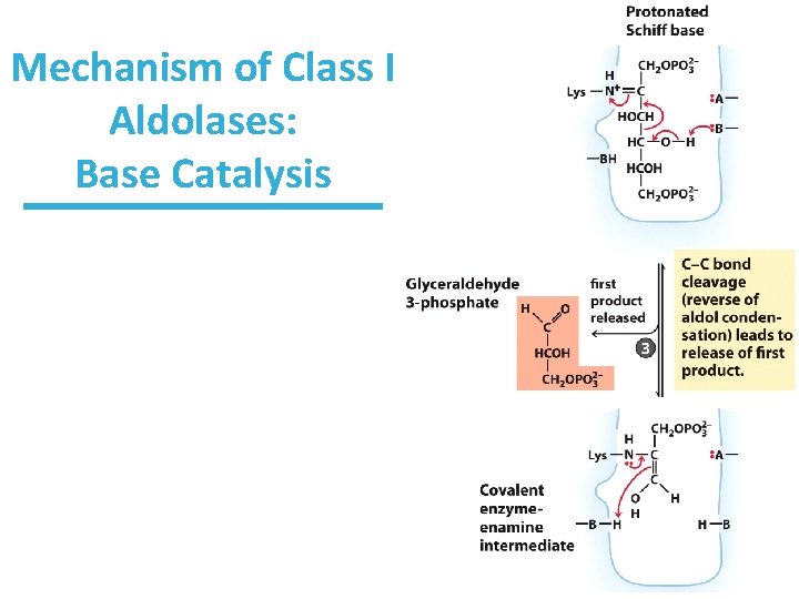 Mechanism of Class I Aldolases: Base Catalysis 