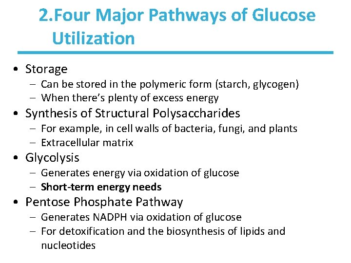 2. Four Major Pathways of Glucose Utilization • Storage – Can be stored in