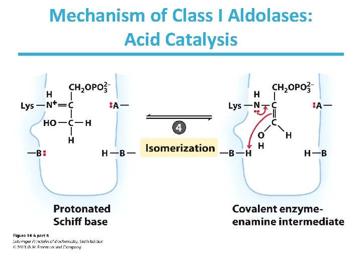 Mechanism of Class I Aldolases: Acid Catalysis 