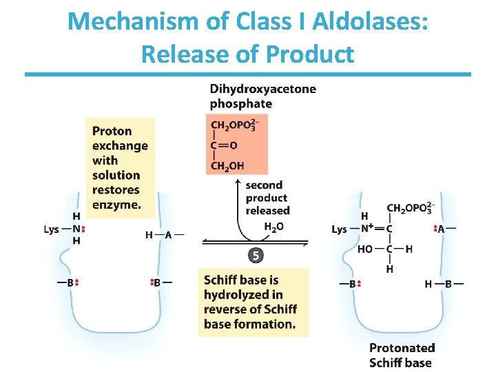 Mechanism of Class I Aldolases: Release of Product 