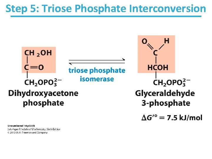 Step 5: Triose Phosphate Interconversion 