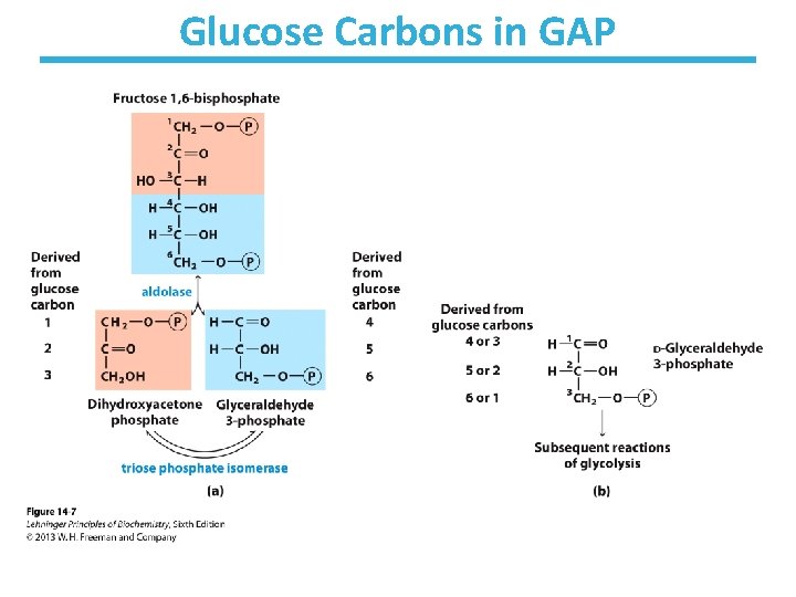 Glucose Carbons in GAP 