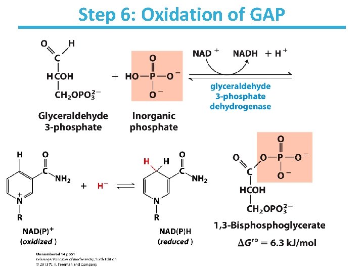 Step 6: Oxidation of GAP 