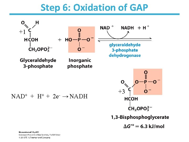 Step 6: Oxidation of GAP +1 NAD+ + H+ + 2 e- → NADH
