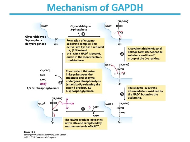 Mechanism of GAPDH 