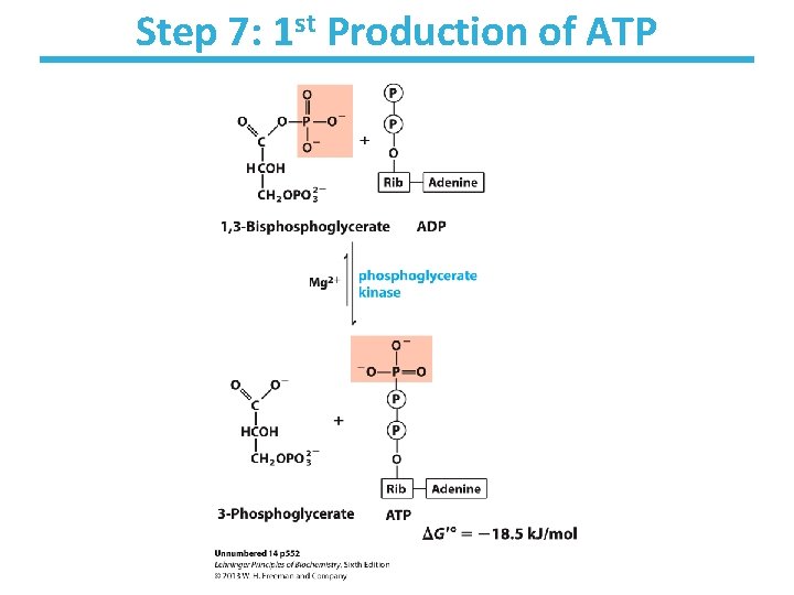 Step 7: 1 st Production of ATP 