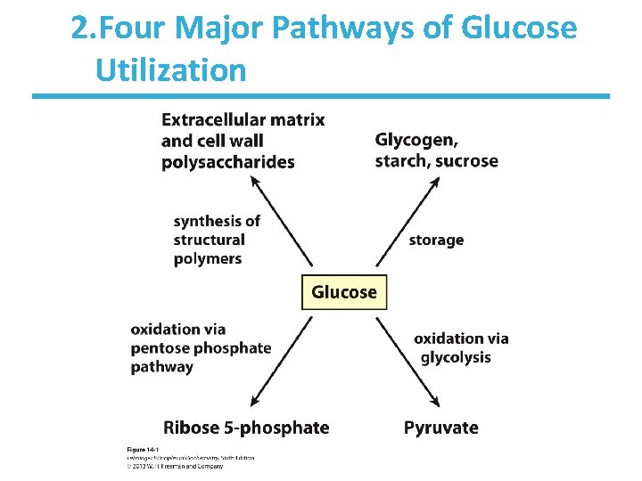 2. Four Major Pathways of Glucose Utilization 