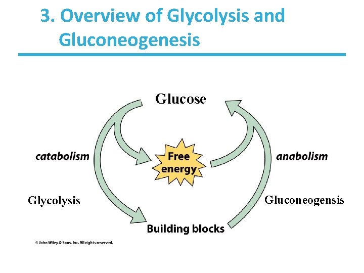 3. Overview of Glycolysis and Gluconeogenesis Glucose Glycolysis Gluconeogensis 