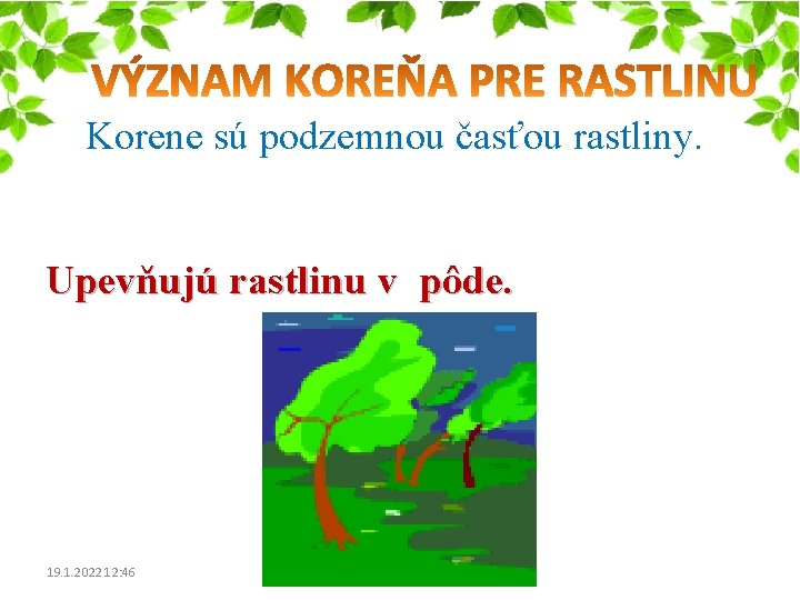 Korene sú podzemnou časťou rastliny. Upevňujú rastlinu v pôde. 19. 1. 2022 12: 46