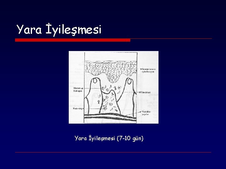 Yara İyileşmesi (7 -10 gün) 