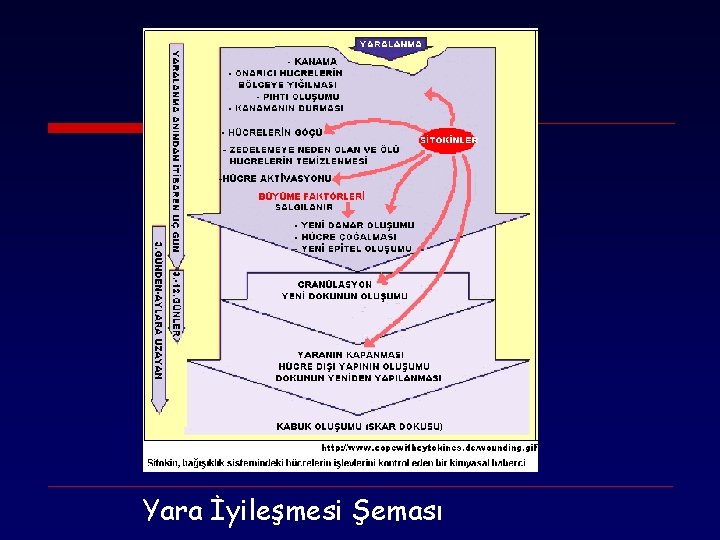 Yara İyileşmesi Şeması 