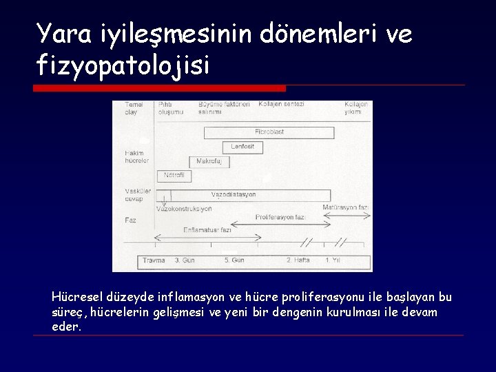 Yara iyileşmesinin dönemleri ve fizyopatolojisi Hücresel düzeyde inflamasyon ve hücre proliferasyonu ile başlayan bu