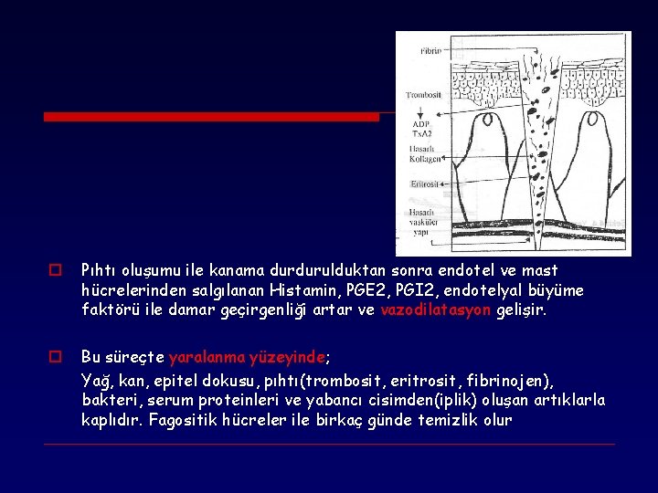 o Pıhtı oluşumu ile kanama durdurulduktan sonra endotel ve mast hücrelerinden salgılanan Histamin, PGE