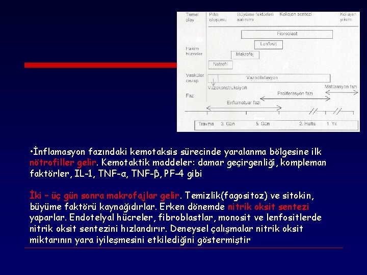  • İnflamasyon fazındaki kemotaksis sürecinde yaralanma bölgesine ilk nötrofiller gelir. Kemotaktik maddeler: damar
