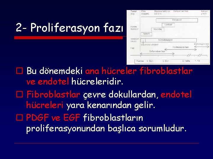 2 - Proliferasyon fazı o Bu dönemdeki ana hücreler fibroblastlar ve endotel hücreleridir. o