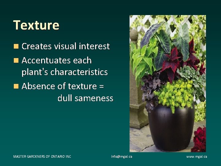 Texture n Creates visual interest n Accentuates each plant’s characteristics n Absence of texture Texture n Creates visual interest n Accentuates each plant’s characteristics n Absence of texture
