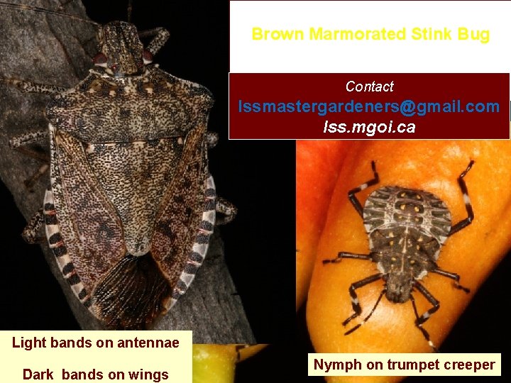 Brown Marmorated Stink Bug Contact lssmastergardeners@gmail. com lss. mgoi. ca Light bands on antennae Brown Marmorated Stink Bug Contact lssmastergardeners@gmail. com lss. mgoi. ca Light bands on antennae