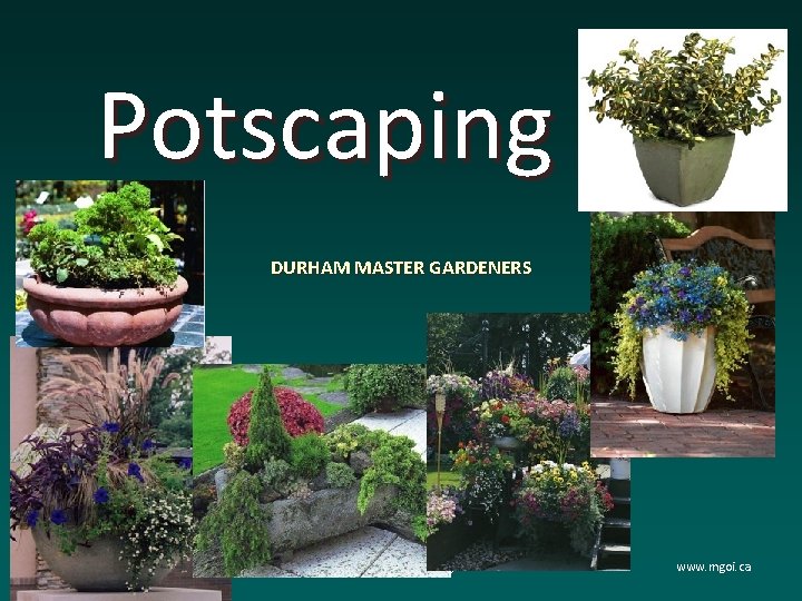 Potscaping DURHAM MASTER GARDENERS OF ONTARIO INC info@mgoi. ca www. mgoi. ca Potscaping DURHAM MASTER GARDENERS OF ONTARIO INC info@mgoi. ca www. mgoi. ca