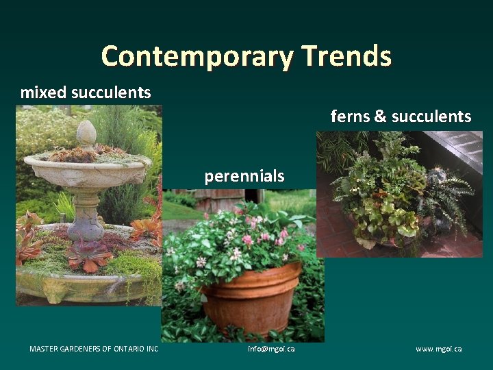 Contemporary Trends mixed succulents ferns & succulents perennials MASTER GARDENERS OF ONTARIO INC info@mgoi. Contemporary Trends mixed succulents ferns & succulents perennials MASTER GARDENERS OF ONTARIO INC info@mgoi.