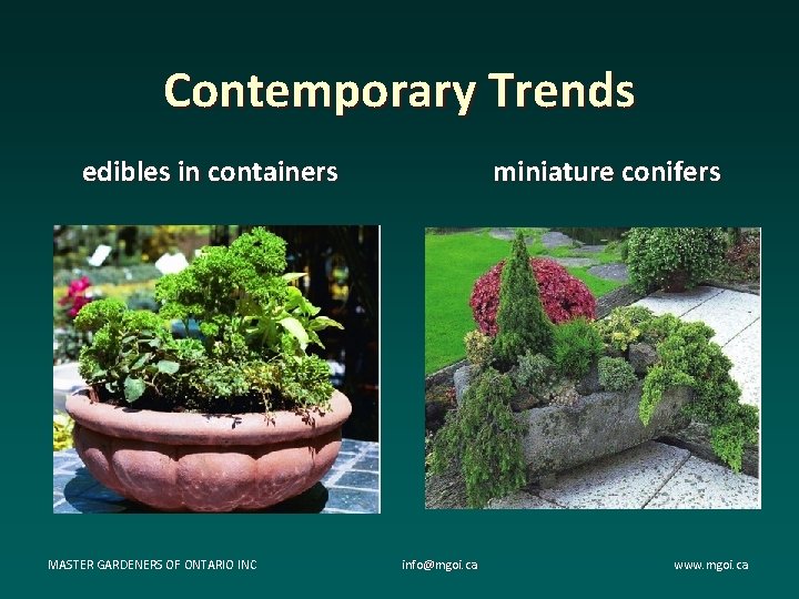 Contemporary Trends miniature conifers edibles in containers MASTER GARDENERS OF ONTARIO INC info@mgoi. ca Contemporary Trends miniature conifers edibles in containers MASTER GARDENERS OF ONTARIO INC info@mgoi. ca