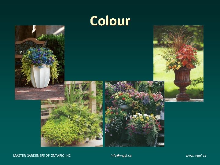 Colour MASTER GARDENERS OF ONTARIO INC info@mgoi. ca www. mgoi. ca Colour MASTER GARDENERS OF ONTARIO INC info@mgoi. ca www. mgoi. ca