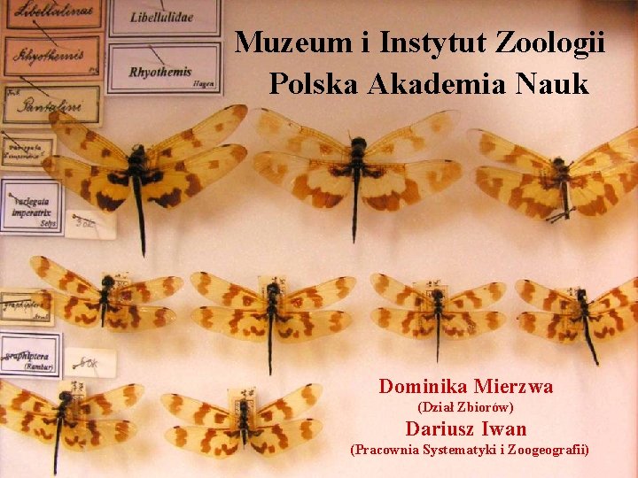 Muzeum i Instytut Zoologii Polska Akademia Nauk Dominika Mierzwa (Dział Zbiorów) Dariusz Iwan (Pracownia