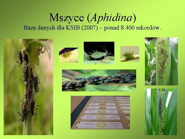 Mszyce (Aphidina) Baza danych dla KSIB (2007) – ponad 8. 400 rekordów. 