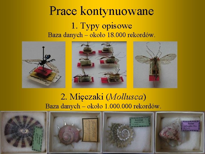 Prace kontynuowane 1. Typy opisowe Baza danych – około 18. 000 rekordów. 2. Mięczaki