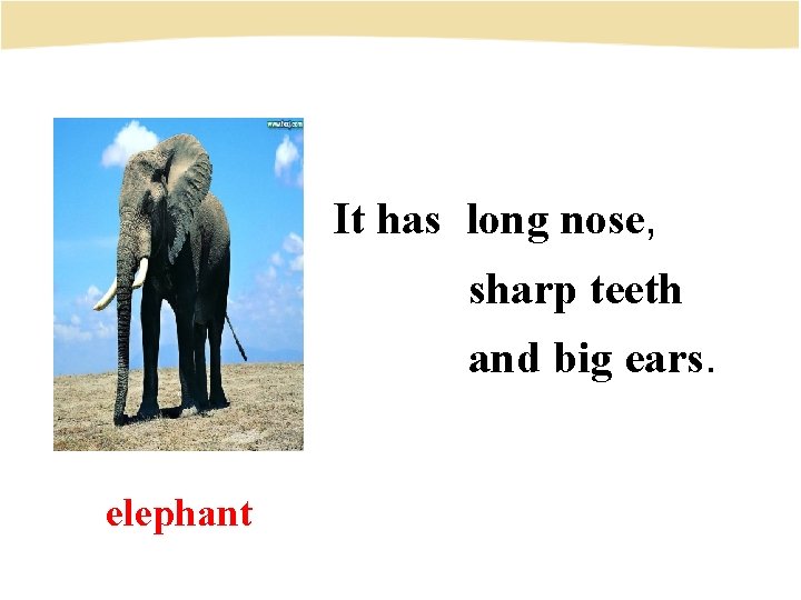 It has long nose, sharp teeth and big ears. elephant 