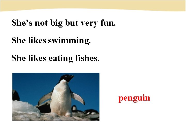 She’s not big but very fun. She likes swimming. She likes eating fishes. penguin