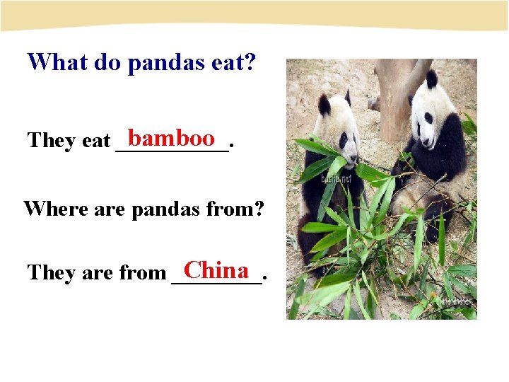 What do pandas eat? bamboo They eat _____. Where are pandas from? China They