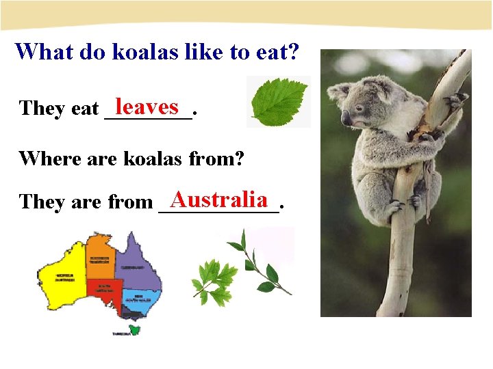 What do koalas like to eat? leaves They eat ____. Where are koalas from?
