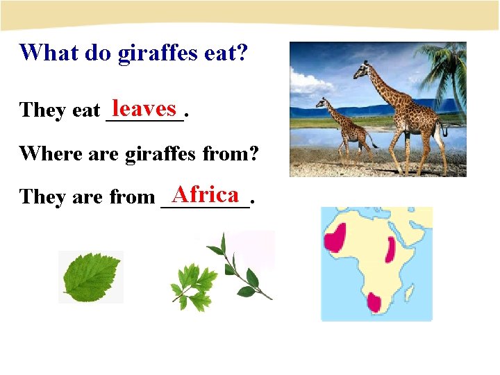 What do giraffes eat? leaves They eat _______. Where are giraffes from? Africa They
