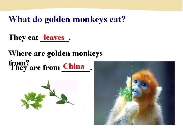 What do golden monkeys eat? They eat _______. leaves Where are golden monkeys from?