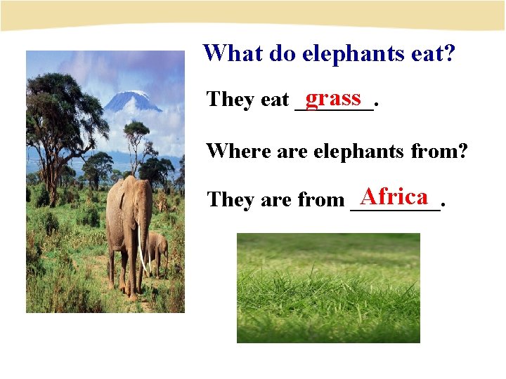 What do elephants eat? grass They eat _______. Where are elephants from? Africa They