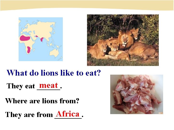 What do lions like to eat? meat They eat ______. Where are lions from?