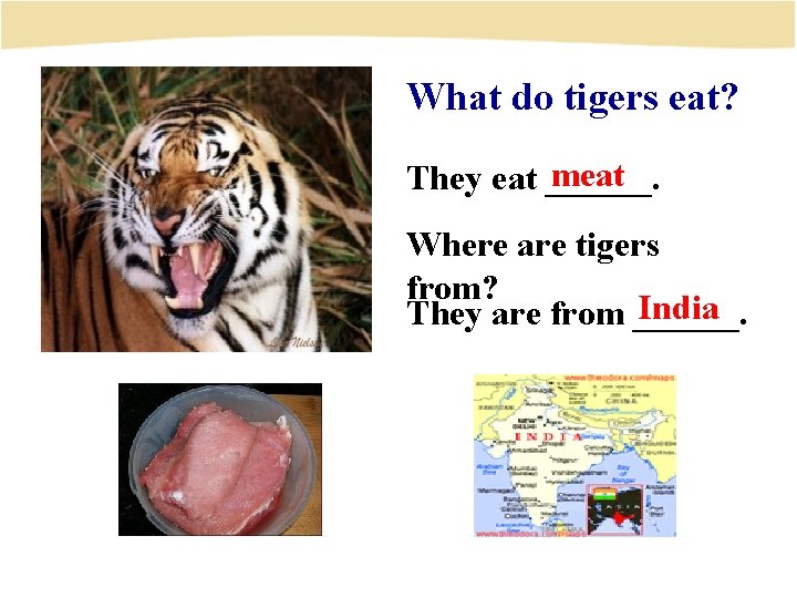 What do tigers eat? meat They eat ______. Where are tigers from? India They