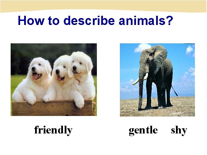 How to describe animals? friendly gentle shy 