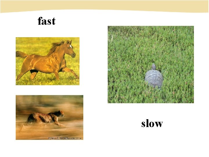 fast slow 