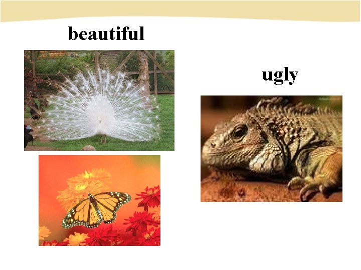 beautiful ugly 