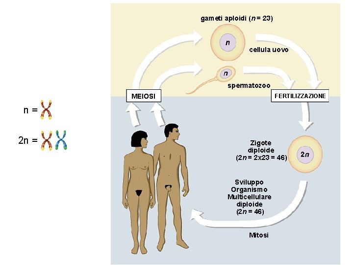 gameti aploidi (n = 23) cellula uovo spermatozoo MEIOSI FERTILIZZAZIONE n= 2 n =