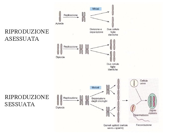 RIPRODUZIONE ASESSUATA RIPRODUZIONE SESSUATA 