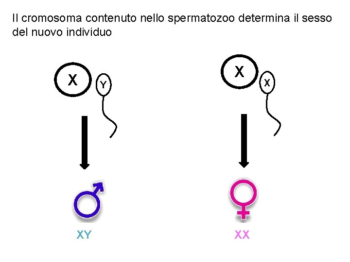 Il cromosoma contenuto nello spermatozoo determina il sesso del nuovo individuo X XY Y